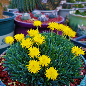 多肉植物黄花照波办公室室内阳台桌面新款稀有贵货组合盆栽萌肉肉
