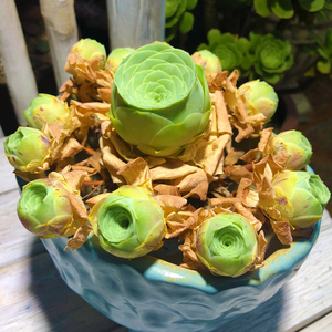 鸡蛋山地玫瑰多肉植物