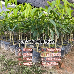 正宗嫁接奇楠沉香树苗结香快品种优质糖结西瓜叶紫奇凹身木香霸等