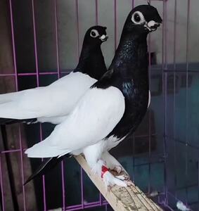 两头乌鸽子观赏鸽