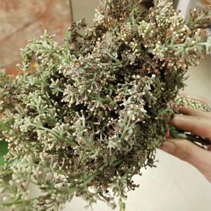 广西黄花饭花迈五色糯米饭野生密蒙花植物染料新鲜植物染色25g