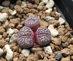 多肉植物 番杏科 肉锥 rr714墨小锥 4294一物一拍 三头群生