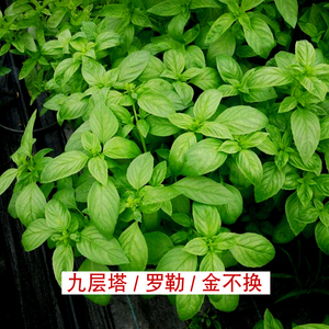 九层塔盆栽红骨