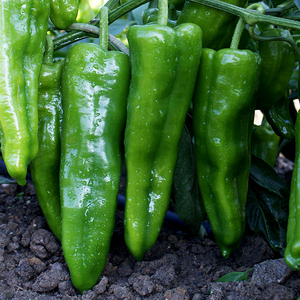 特大牛角椒种子辣椒籽青椒籽早熟抗病微辣新品种尖椒种孑庭院蔬