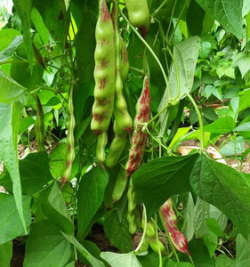 一点红油豆角籽