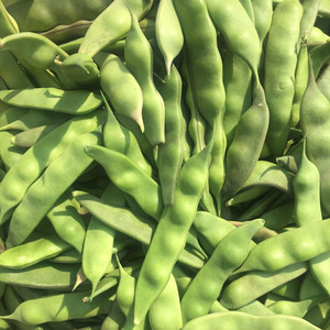 农家东北油豆角种籽四季豆角种子特大高产春秋无架豆蔬菜油豆种孑