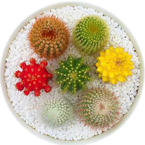 多肉植物彩色仙人球仙人掌防辐射绿植盆栽创意迷你室内花卉萌肉肉