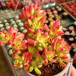 【多肉红旗儿】多肉红旗儿品牌,价格 - 阿里巴巴