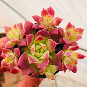 多肉植物红蔓莲云南新款稀有贵货四季组合盆栽绿植园艺花卉萌肉肉