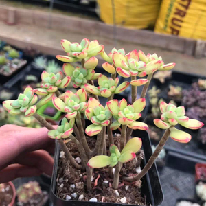 多肉植物【探戈多头小红旗小老桩】群生防辐射绿植盆栽新款稀有花