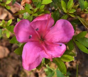 文轩苗圃直销淘宝珍山杜鹃花皋月东洋安酷杜鹃红色 枚红色杜鹃花