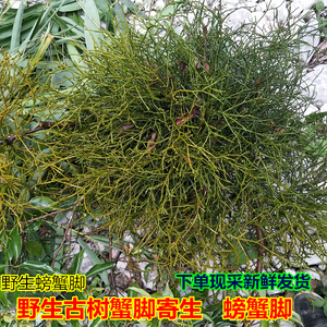 00 41人付款  淘宝 现货发售 野生螃蟹脚 普洱茶生茶2019景迈古树寄生
