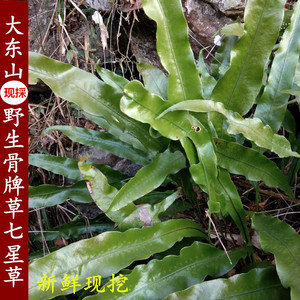 新鲜现挖江南星厥七星草瓦韦小叶骨牌草丹瓦剑草七星剑500g中草药