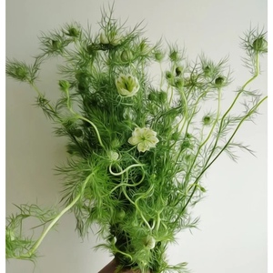 黑种草鲜花速递上海同城江浙沪皖两扎包邮一扎起配草家用鲜切花