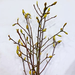 玉兰花木本枝条鲜花速递上海同城江浙沪皖两扎包邮枝一扎家用