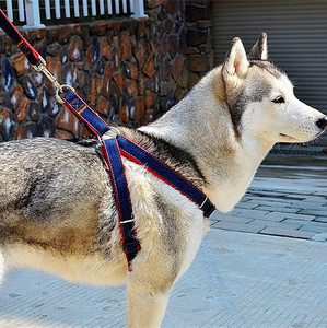 特价宠物牵引绳胸背带金毛泰迪牵引带套牛仔小狗绳子中大型犬狗链