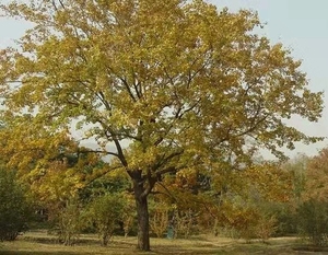 当年新采林木种籽黄连木种子楷木楷树黄楝树四季可播出芽率高苗木