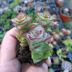 云南宝塔形状多肉植物星王子钱串小米星观叶盆栽盆景品种控必拍