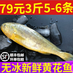 黄花鱼新鲜海鲜冷冻鲜活小黄鱼大黄鱼海鱼水产5条左右3斤包邮顺丰