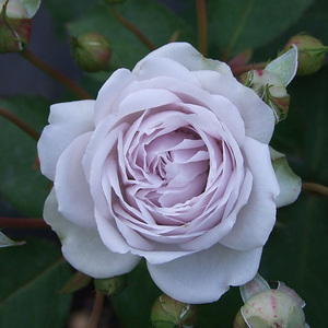 【卓昂玫瑰园精选】z灰熊 多季灌木观赏性月季