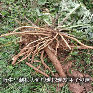 贵州新鲜野生大蓟根马刺根刺萝卜恶鸡婆自然生长现挖现发一斤包邮