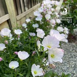 白色月见草多年生宿根盆栽花苗耐寒耐热户外庭院阳台地被春秋花卉