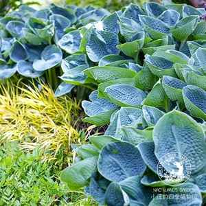 玉簪花 鳄梨沙拉 蓝葫芦 多年生喜阴湿耐寒宿根植物 盆栽植物花苗