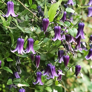 铁线莲 如古 紫铃铛三类铁爬藤攀援植物花园阳台耐寒耐热丰花花卉