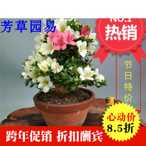 日本皋月杜鹃之舞菊姬萤灯日之丸文化黑红之月若会明美之月初冠雪
