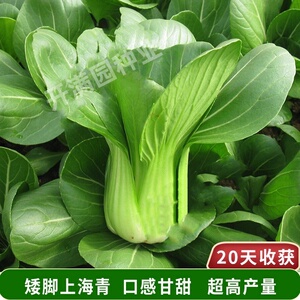 四季上海青种孑矮脚小白菜籽青梗小青菜阳台盆栽青菜种子蔬菜种子