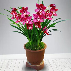 阳台浓香花卉四季兰花苗盆栽建兰墨兰花蕙兰室内观花植物