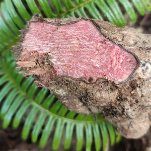 浙江高山野生菝葜金刚藤金刚刺铁菱角中药材500克包邮