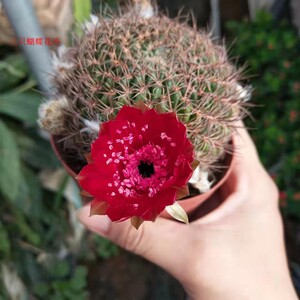 精选开花仙人球【脂粉丸】丽花球属易养易开花多肉植物7-9cm