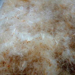 500人付款淘宝纯天然水蜡烛种苗 蒲棒种苗 蒲草 蒲黄 宽叶香蒲 驱蚊