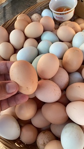 土鸡蛋，云南普洱山头放养土鸡蛋25个装