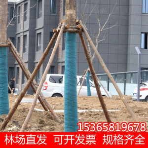 杉木支撑杆固定树木绿化园林防风支架去带皮杉木支撑河道削尖木桩