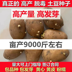 黄皮黄心土豆种子发芽种子早熟高产洋芋种红皮土豆种子马铃薯原种