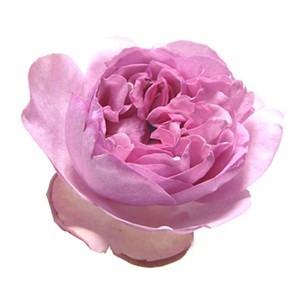 伊芙索菲亚月季