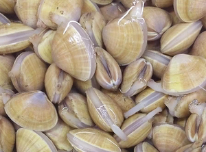 000人付款淘宝丹东大黄蚬子黄贝东海文革东港黄蚬子沙