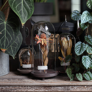 种籽造物植物标本玻璃罩干花永生花侘寂摆件饰品礼物桌面复古北欧