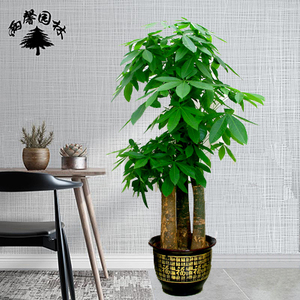 发财树盆景三株发财树盆栽办公室内桌面招财树财源广进植物23人付款