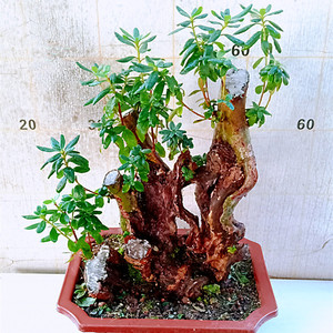 一物一拍下高映山红老桩树苗室内杜鹃花盆栽小景提根矮霸精品造型