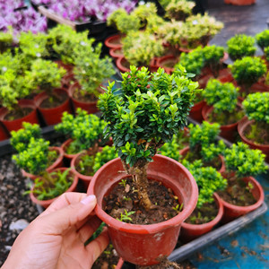 阴木 微型精品盆栽 樱木 精品小盆景迎春六月雪 耐阴性强 耐修剪