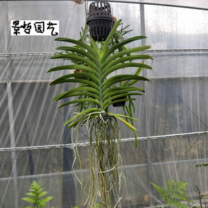 兰花-洋兰-热带兰植物-泰国万代兰 气生根绿植 无花成株万代兰