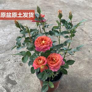 【带花苞发货】双鱼座二乔月季花苗盆栽花卉四季开花的花易活玫瑰