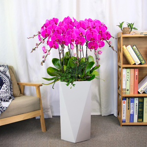 蝴蝶兰盆栽带花大型落地开业乔迁送高档年宵花卉植物室内客厅真花