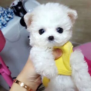 顽皮白色茶杯体母出售纯种小型犬宠物白贵宾泰迪狗幼犬活体f0298