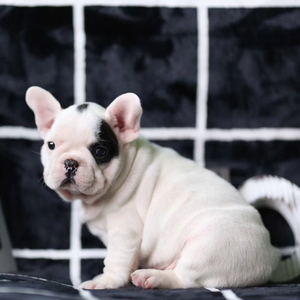 纯种法斗幼犬活体斗牛犬奶油色海盗眼法国斗牛犬短毛斗牛宠物狗