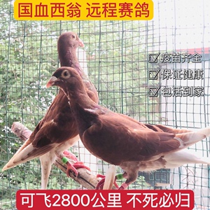 国血红西翁血统鸽超远程赛鸽信鸽成绩鸽种鸽幼鸽活物可飞2800公里