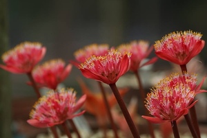 Haemanthus barkerae red 南非血莲  红花品种 球根 多肉植物